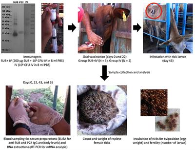 Oral Vaccination With a Formulation Combining Rhipicephalus microplus Subolesin With Heat Inactivated Mycobacterium bovis Reduces Tick Infestations in Cattle